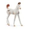 Schleich horse club marwari fohlen [14896]