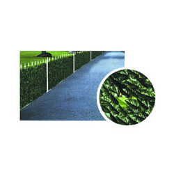 Siepe ornamentale lauro h.100 m.3 ilcampo 00029 [il campo ]