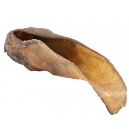 Orecchio di manzo petmex massaggiagengive per cani 1pz